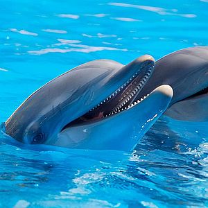 Vamos delfines